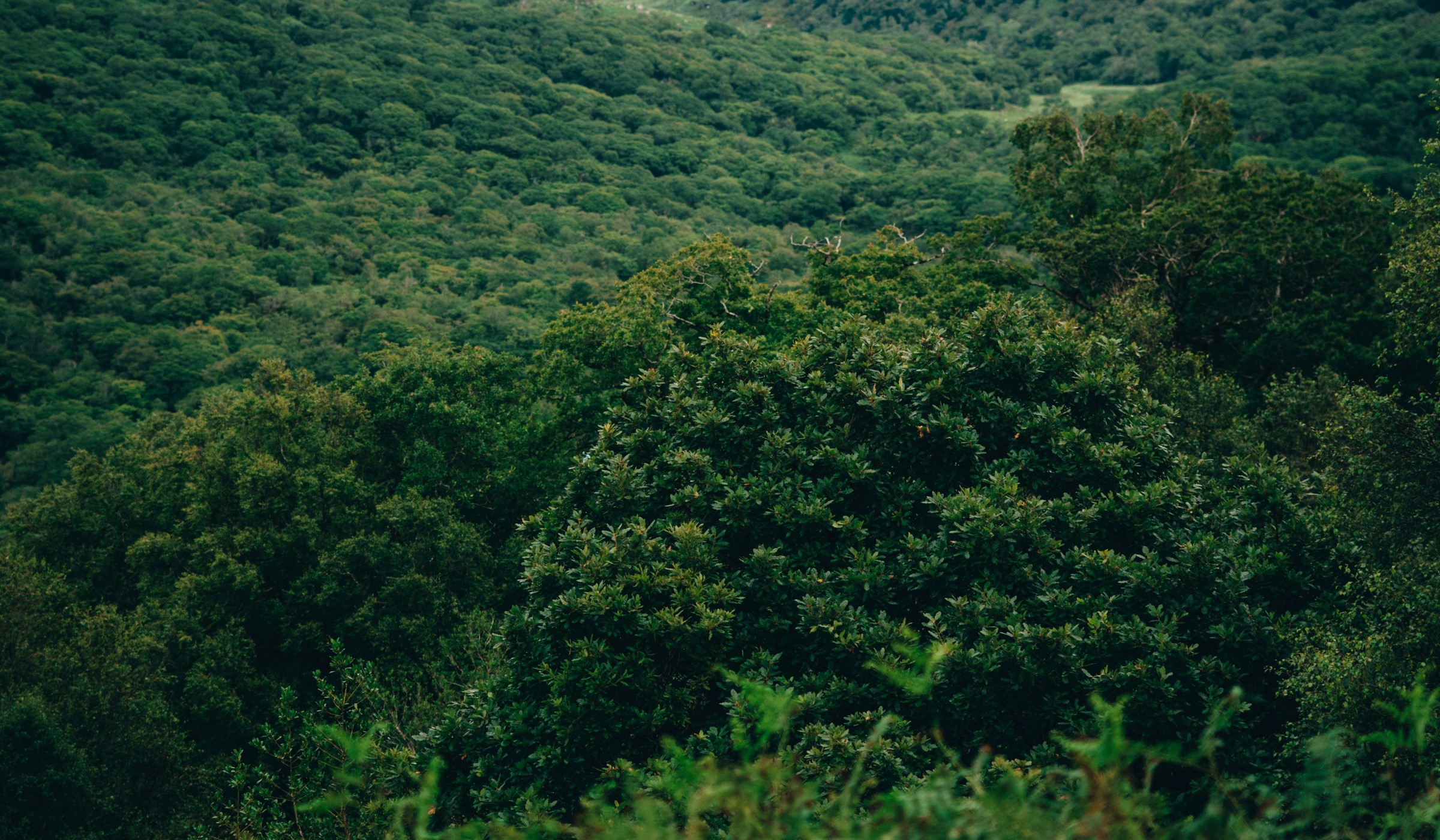 Warm, earthy Irish visual (placeholder)